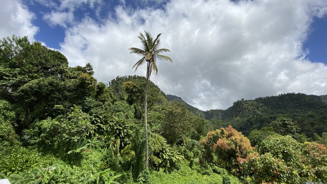 Dschungel Dominica